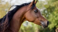 Арабський кінь